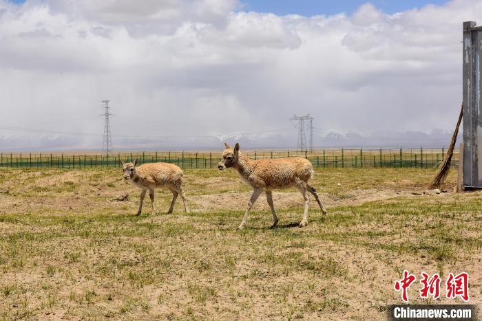 圖為可可西里國家級自然保護區(qū)內的藏羚羊?！埢⒖?攝
