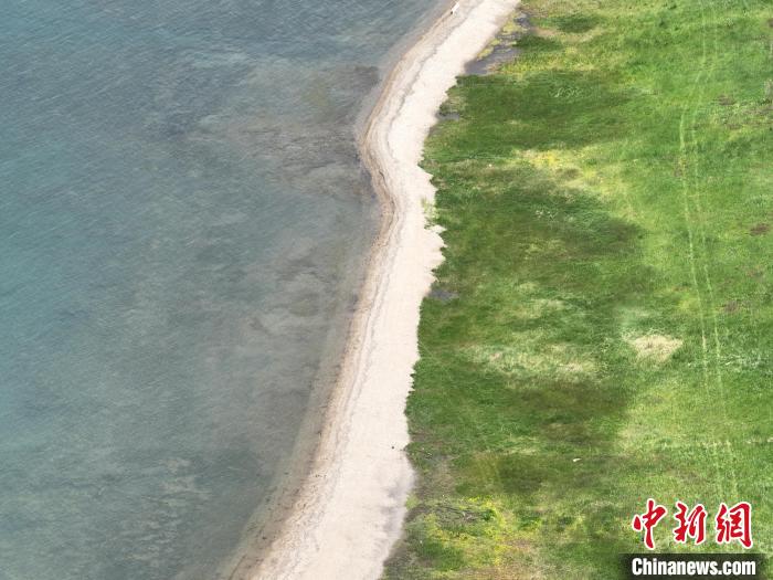圖為航拍仲夏時(shí)節(jié)，青海湖畔綠茵如毯?！∑钤鲚?攝