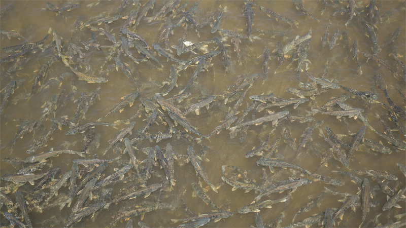 青海湖裸鯉。