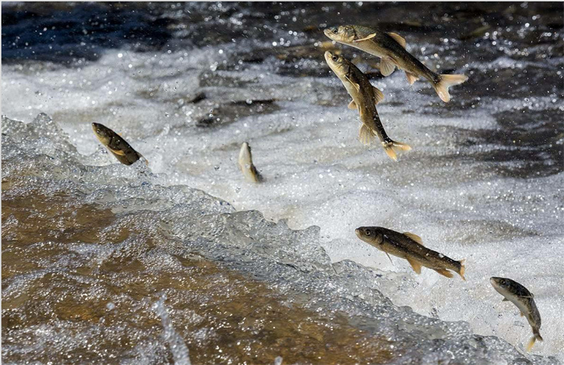 湟魚洄游。才旦桑吾攝