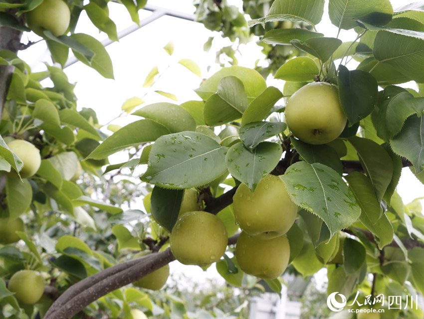 即將上市的雪梨“翠冠”。勾璇攝