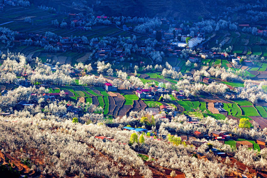 大金川上看梨花，梨云悠悠，滿山遍野潔白一片。金川縣供圖
