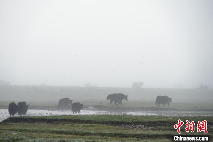 圖為成群牦牛在草灘上戲水漫步，宛如靜美水墨畫。　馬銘言 攝