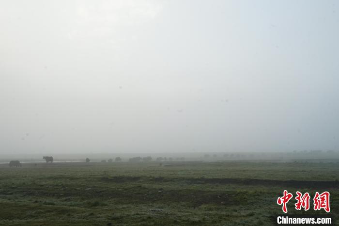 圖為成群牦牛在草灘上覓食、漫步，宛如靜美水墨畫。　馬銘言 攝