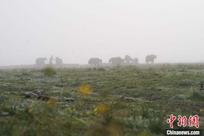 圖為成群牦牛在草灘上覓食、漫步，宛如靜美水墨畫?！●R銘言 攝