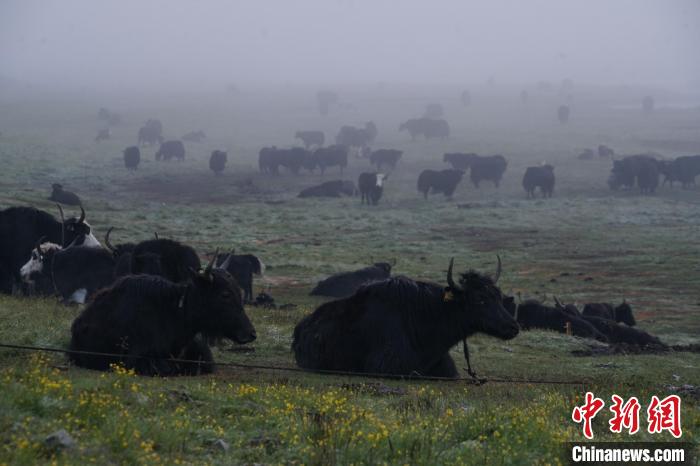 圖為成群牦牛在草灘上覓食、棲息，宛如靜美水墨畫?！●R銘言 攝