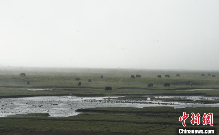 圖為成群牦牛在草灘上覓食、漫步，宛如靜美水墨畫。　馬銘言 攝