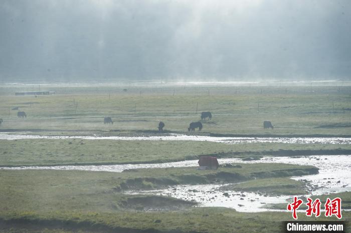 圖為成群牦牛在草灘上覓食、漫步，宛如靜美水墨畫?！●R銘言 攝