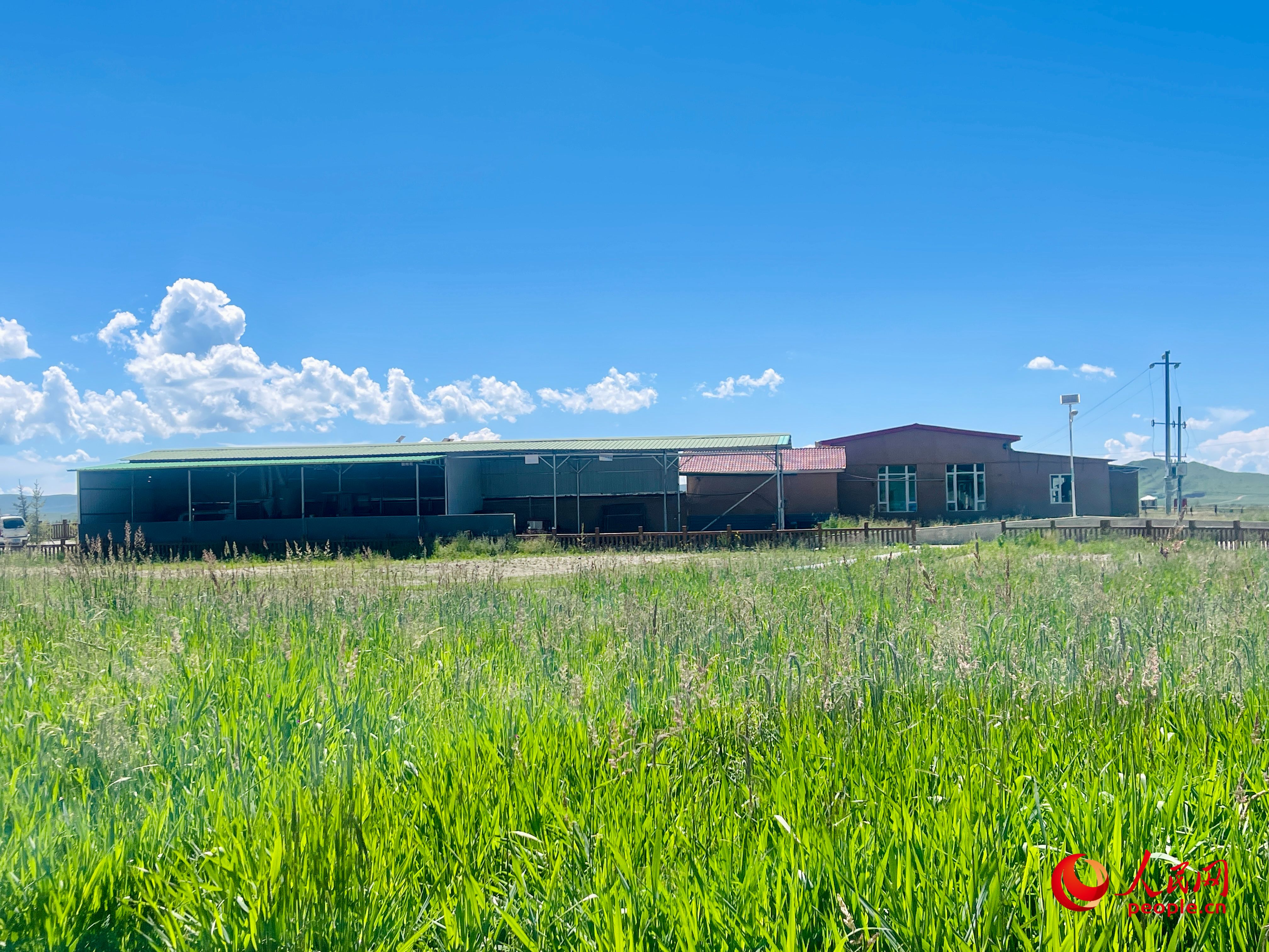 唐日合作社牧草茂密。人民網(wǎng) 周靜圓攝