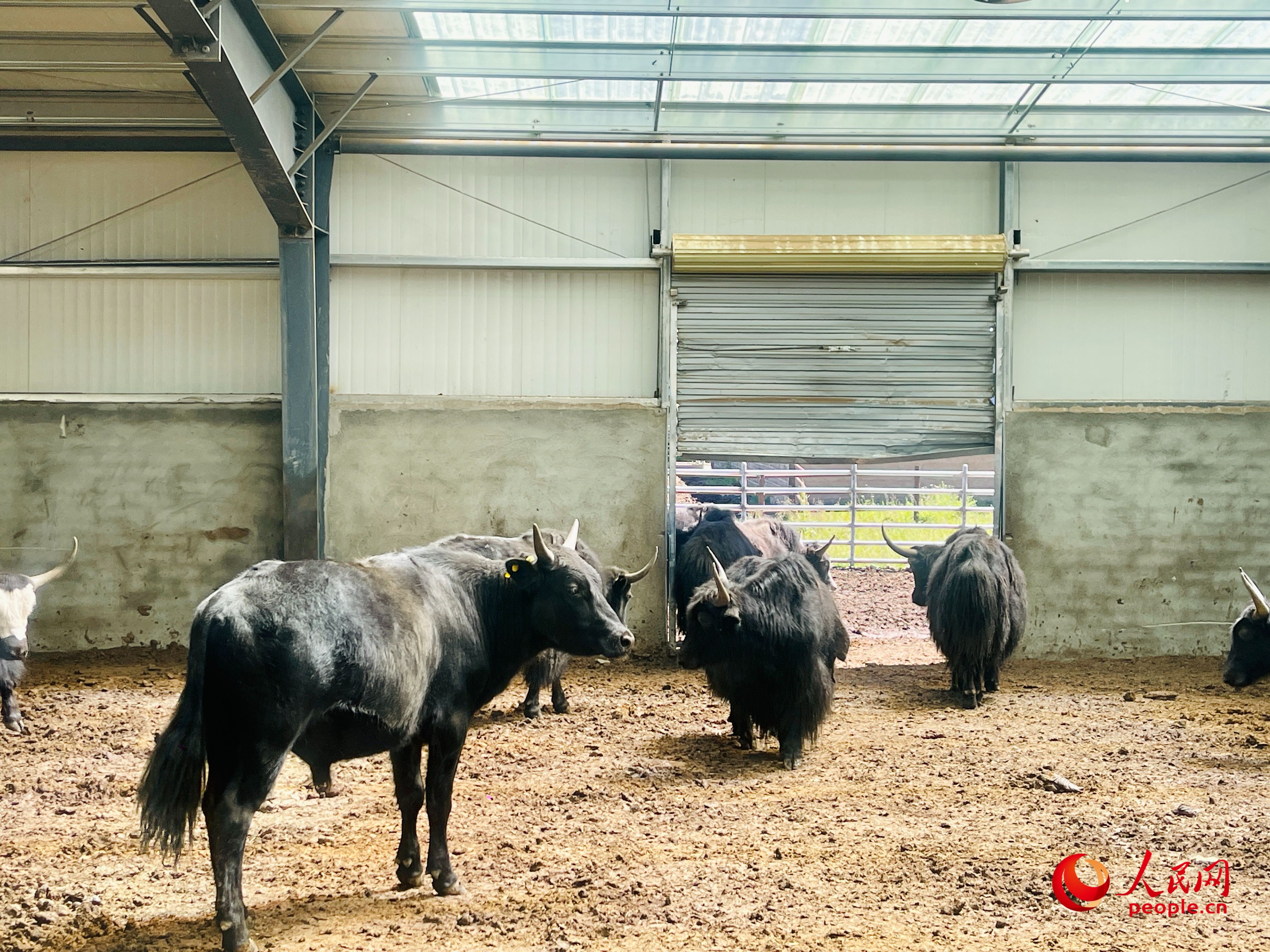 唐日合作社里養(yǎng)殖的牦牛。人民網(wǎng) 周靜圓攝
