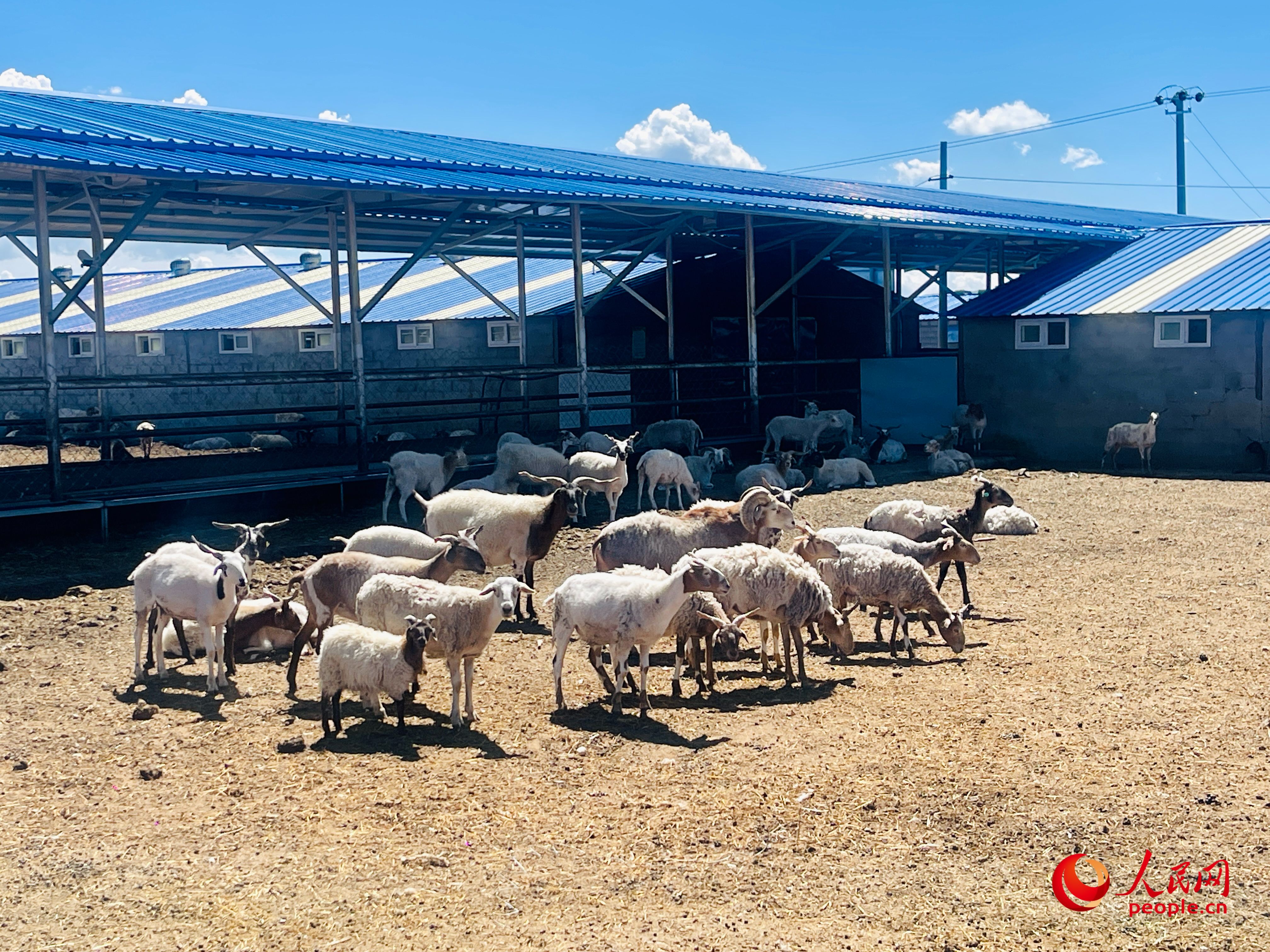 唐日合作社里養(yǎng)殖的羊。人民網(wǎng) 周靜圓攝