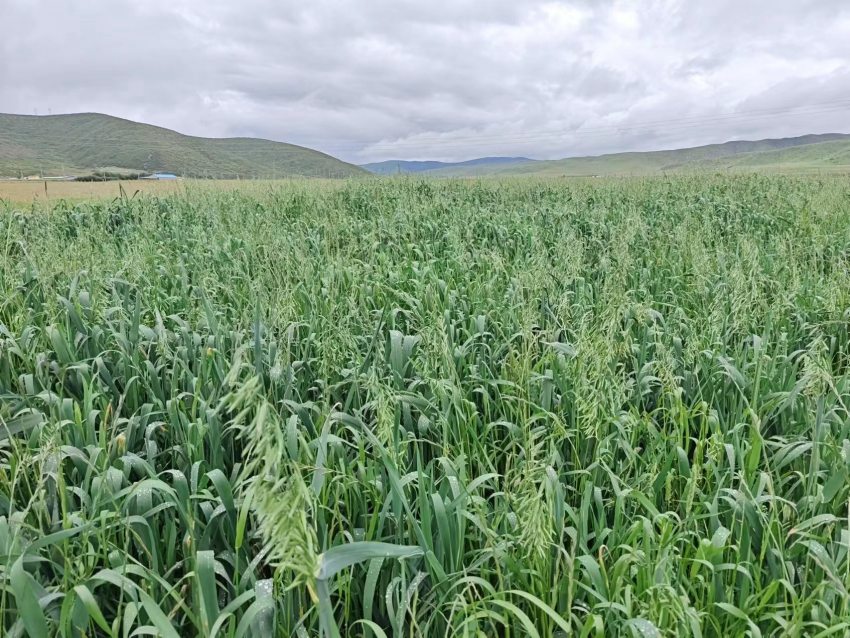 四川省阿壩州紅原縣草場。阿壩州紅原縣科學(xué)技術(shù)和農(nóng)業(yè)畜牧局供圖