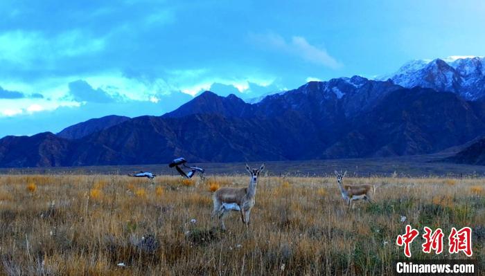 黑頸鶴、鵝喉羚多種野生動物“同框”現(xiàn)身青海都蘭湖國家濕地公園