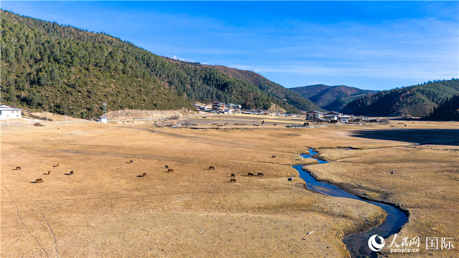 香格里拉國(guó)家公園內(nèi)的高山草甸。人民網(wǎng)記者 虎遵會(huì)攝