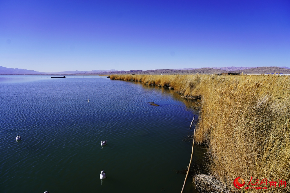 可魯克湖秋色如畫。人民網(wǎng) 陳明菊攝
