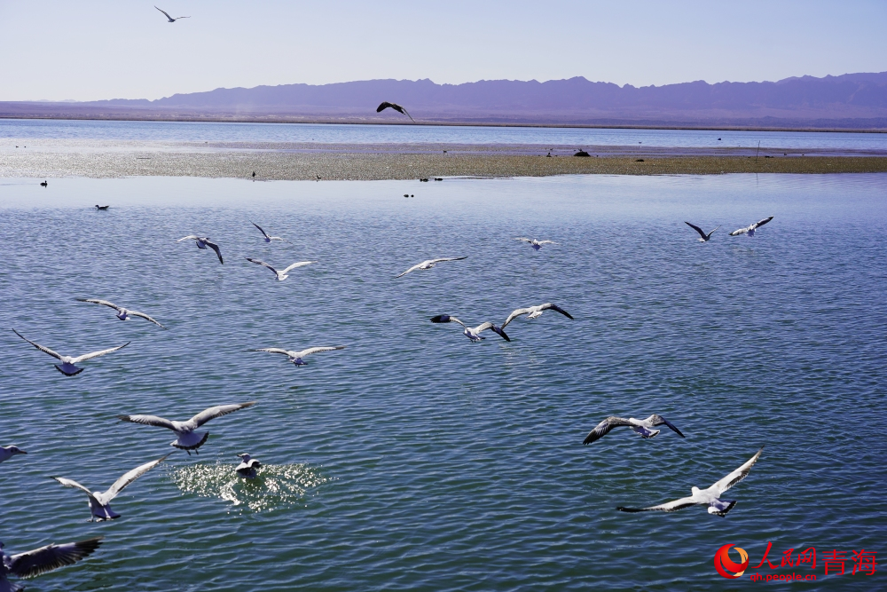 可魯克湖水鳥群飛。人民網(wǎng) 陳明菊攝
