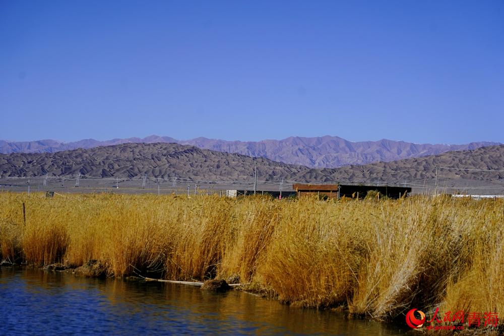 可魯克湖蘆葦蕩漾。人民網(wǎng) 陳明菊攝