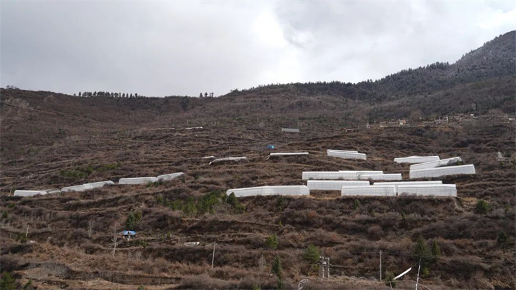 木日窩村藍(lán)莓示范基地。黑水縣融媒體中心供圖