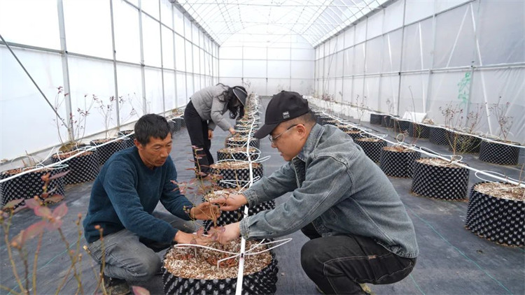 任宇和工人一起為藍(lán)莓苗修枝。黑水縣融媒體中心供圖