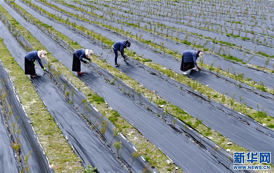 (社會(huì))(1)高原藍(lán)莓栽種忙