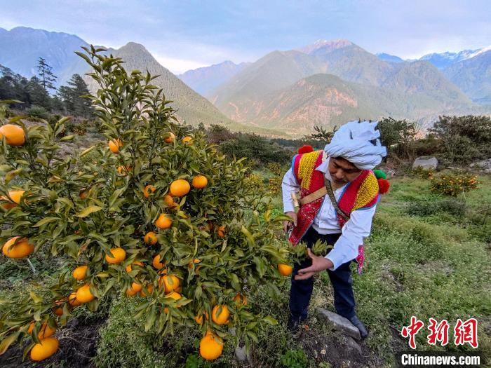 林芝下察隅鎮(zhèn)京都村101畝耙耙柑豐收。　江飛波 攝