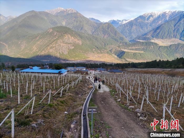 西藏林芝下察隅鎮(zhèn)的獼猴桃種植園?！〗w波 攝