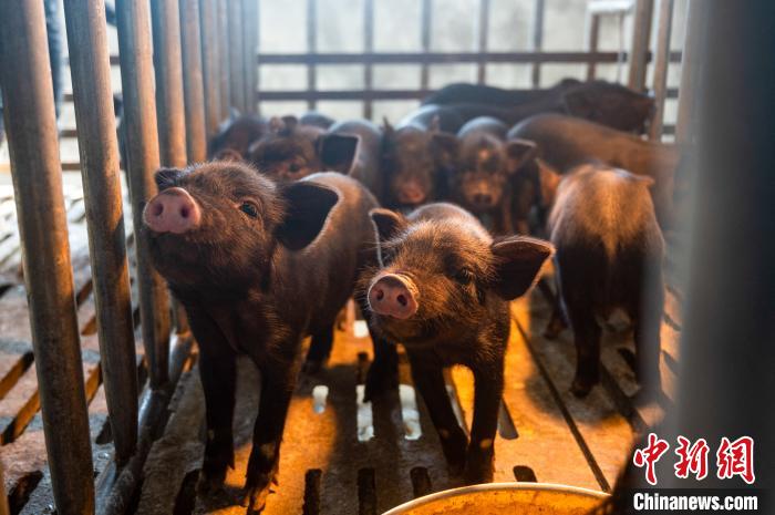 西藏林芝藏豬產(chǎn)業(yè)走上標準化、產(chǎn)業(yè)化之路