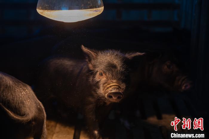 圖為藏豬被稱為“高原之珍”，以口感佳、營養(yǎng)價值高而聞名?！『闻罾?攝