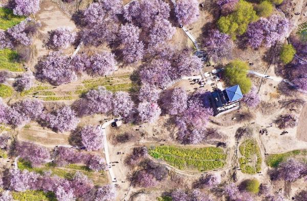 世外桃源！一組圖告訴你，西藏林芝桃花能有多美