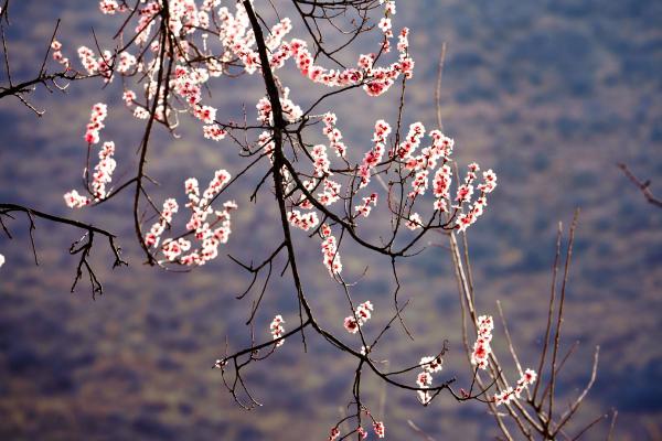 世外桃源！一組圖告訴你，西藏林芝桃花能有多美