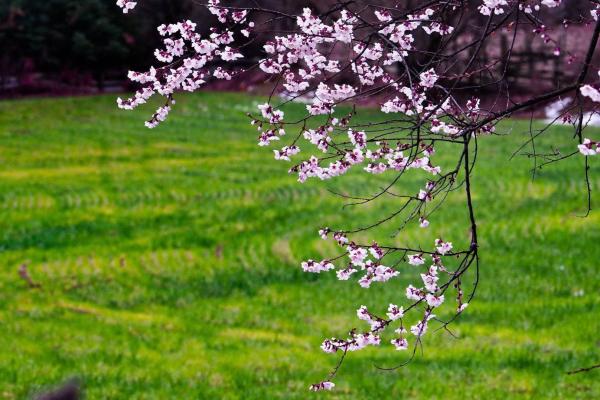 世外桃源！一組圖告訴你，西藏林芝桃花能有多美