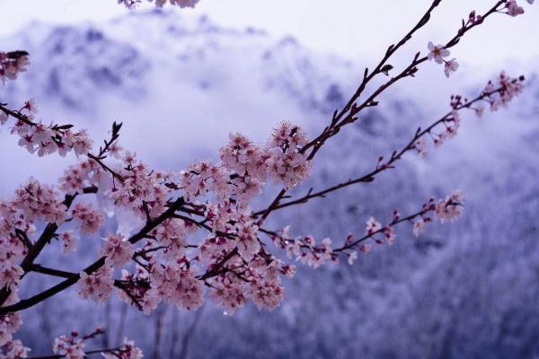 世外桃源！一組圖告訴你，西藏林芝桃花能有多美