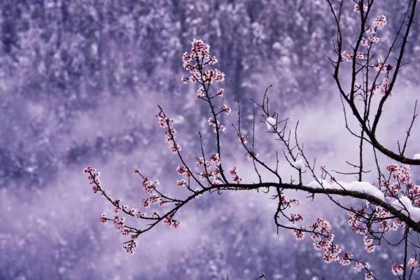 世外桃源！一組圖告訴你，西藏林芝桃花能有多美