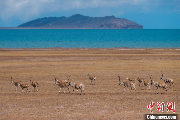 圖為西藏第一大湖色林錯湖畔的藏羚羊群休閑覓食。　江飛波 攝
