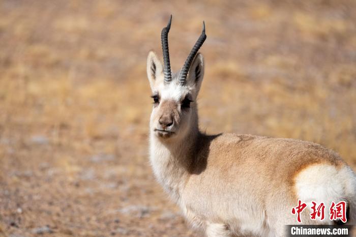 圖為西藏藏原羚，藏原羚是青藏高原特有種，也被稱為西藏黃羊?！〗w波 攝