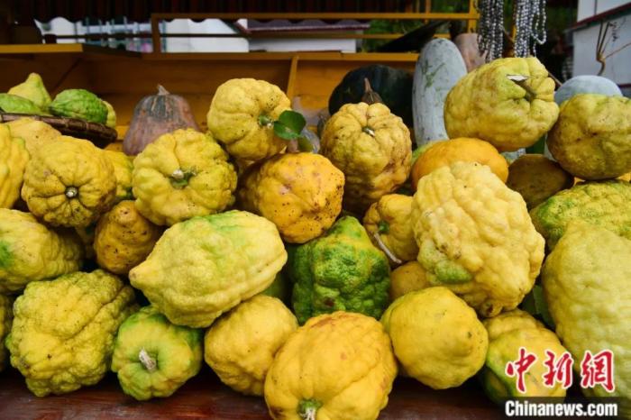 墨脫大檸檬，學(xué)名香櫞，和檸檬均為蕓香科植物。(<a target='_blank' href='/'><p  align=