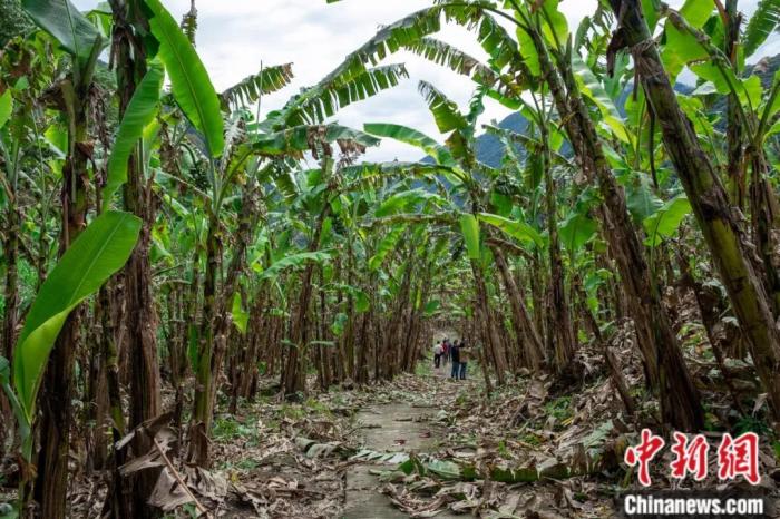 墨脫公路沿線的芭蕉林。