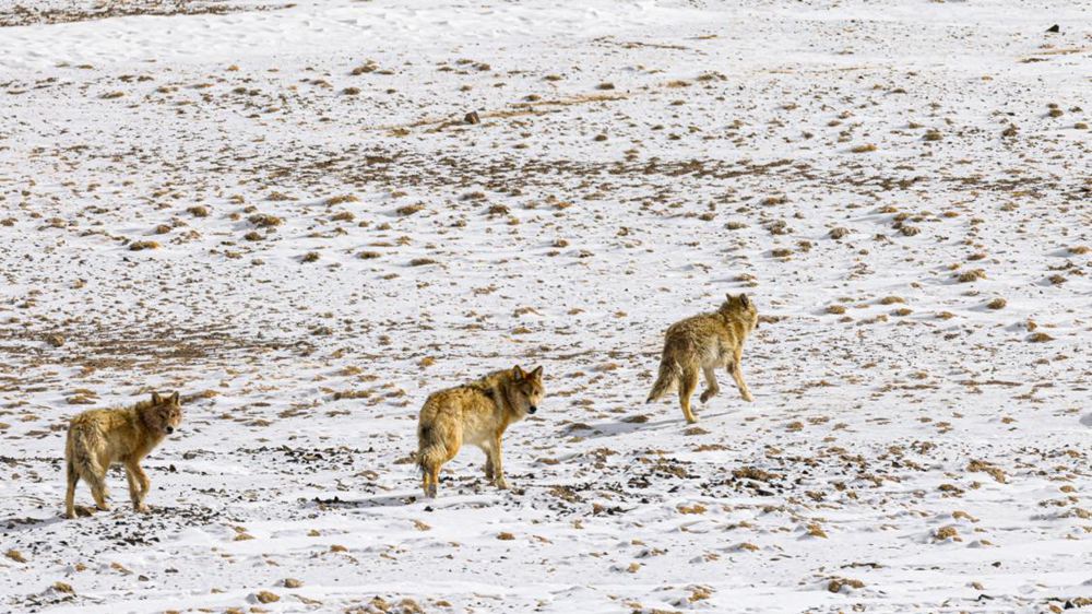 狼。金阿次仁攝