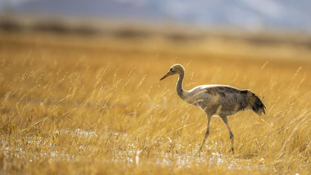 黑頸鶴幼鳥(niǎo)。金阿次仁攝