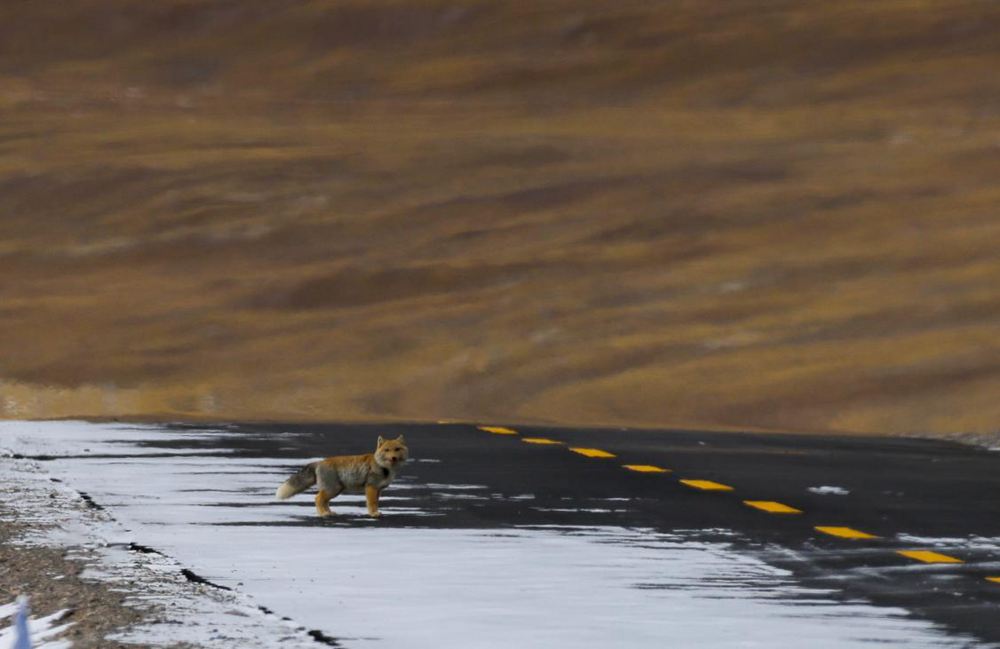 藏狐。金阿次仁攝