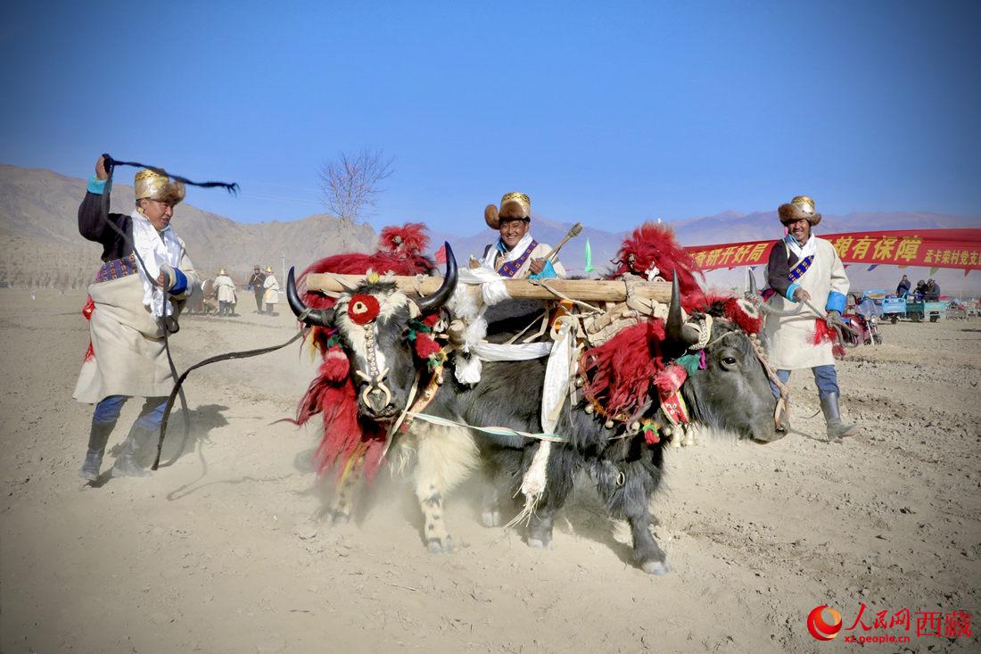 在過去漫長的歲月里，牦牛是農(nóng)耕的主力，“二牛抬杠”代表了一個時代。人民網(wǎng) 次仁羅布攝