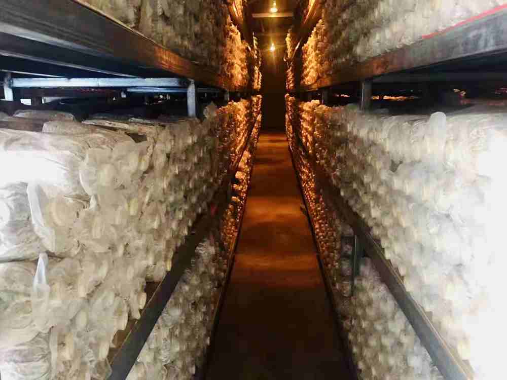 菌棒培育。索扎攝