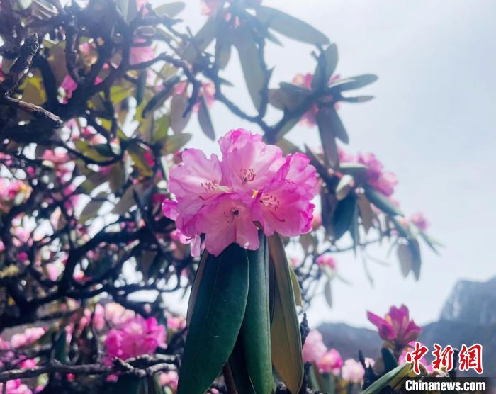 近日，西藏自治區(qū)山南市加查縣索囊溝的杜鵑花競(jìng)相綻放?！∪轿木?攝