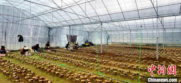 圖為紅太陽科技示范家庭農(nóng)場組織民眾采收靈芝?！∑酱胪喙﹫D