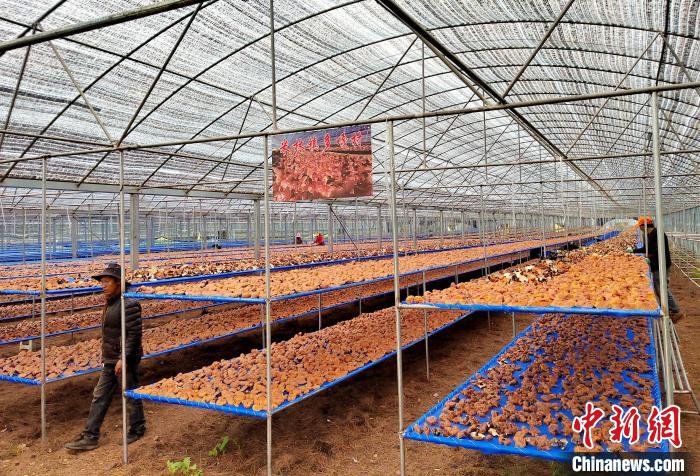 圖為紅太陽科技示范家庭農(nóng)場采收的靈芝?！∑酱胪喙﹫D