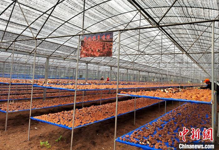 圖為紅太陽科技示范家庭農(nóng)場采收的靈芝?！∑酱胪喙﹫D