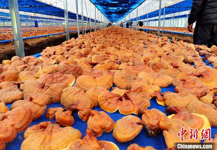 圖為紅太陽科技示范家庭農(nóng)場采收的靈芝?！∑酱胪喙﹫D