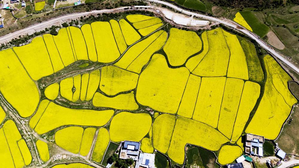 西藏墨竹工卡縣油菜農(nóng)田。
