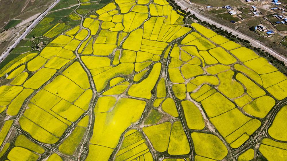 西藏墨竹工卡縣油菜農(nóng)田。