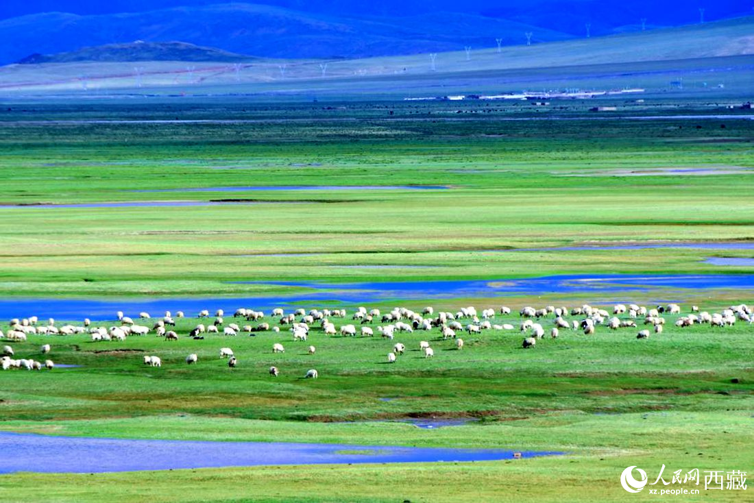 水草豐美的草原，牛羊悠閑覓食。人民網(wǎng) 李海霞攝